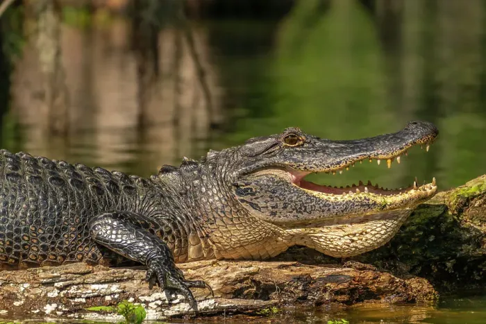 Framed Print : USA, Louisiana, Lake Martin. Close-up of alligator cooling off