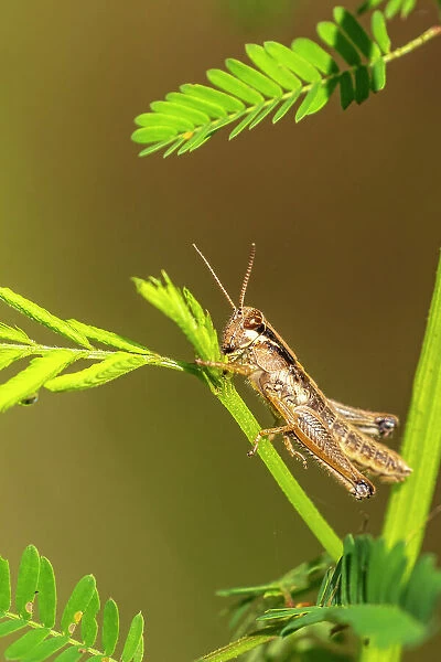 USA, Louisiana, Lake Martin. Close-up of grasshopper on stem