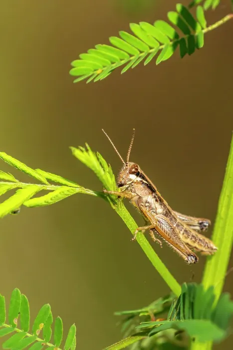 Framed Print : USA, Louisiana, Lake Martin. Close-up of grasshopper on stem Framed Print : USA, Louisiana, Lake Martin. Close-up of grasshopper on stem