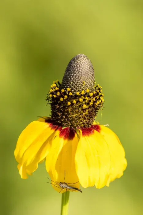 Framed Print : USA, Louisiana, Lake Martin. Coneflower blossom with insect