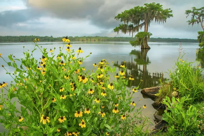 Framed Print : USA, Louisiana, Lake Martin. Coneflowers and bald cypress trees in lake Framed Print : USA, Louisiana, Lake Martin. Coneflowers and bald cypress trees in lake