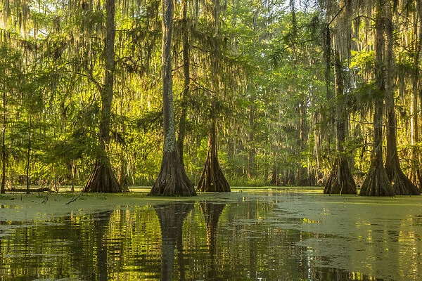 USA, Louisiana, Lake Martin. Cypress swamp forest