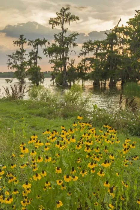 Framed Print : USA, Louisiana, Lake Martin. Cypress trees and coneflowers at sunset. Credit as: Cathy Framed Print : USA, Louisiana, Lake Martin. Cypress trees and coneflowers at sunset. Credit as: Cathy
