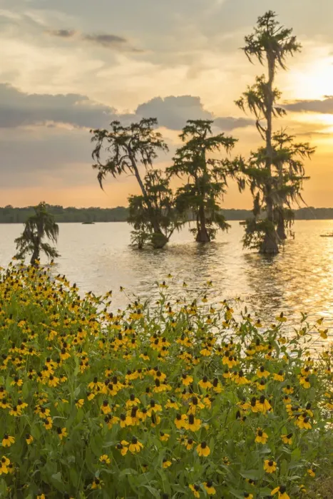Framed Print : USA, Louisiana, Lake Martin. Cypress trees and coneflowers at sunset. Credit as: Cathy Framed Print : USA, Louisiana, Lake Martin. Cypress trees and coneflowers at sunset. Credit as: Cathy
