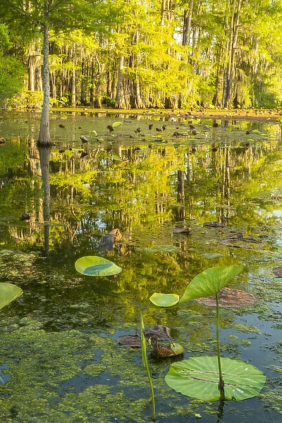 USA, Louisiana, Lake Martin. Cypress trees and swamp
