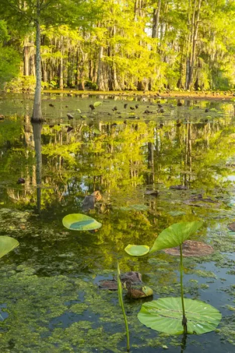 Framed Print : USA, Louisiana, Lake Martin. Cypress trees and swamp Framed Print : USA, Louisiana, Lake Martin. Cypress trees and swamp