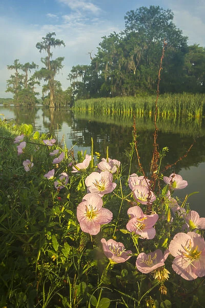 USA, Louisiana, Lake Martin. Evening primrose flowers and bayou