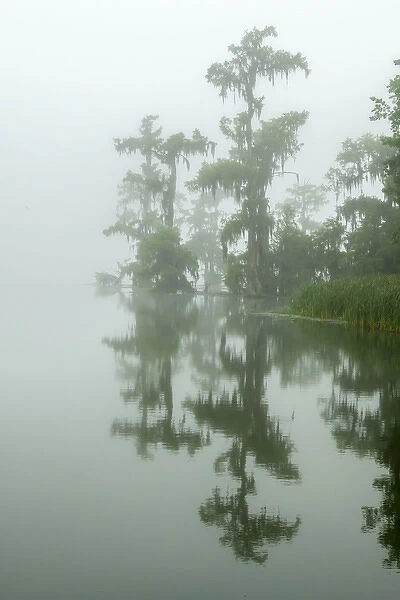 USA, Louisiana, Lake Martin. Fog and cypress trees reflect in lake