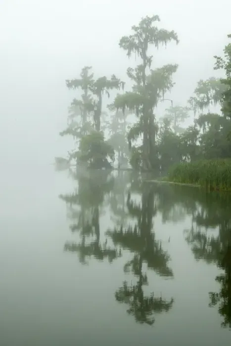 Framed Print : USA, Louisiana, Lake Martin. Fog and cypress trees reflect in lake