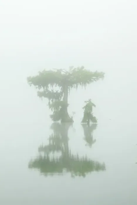 Framed Print : USA, Louisiana, Lake Martin. Fog and cypress trees reflect in lake