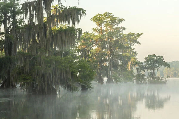 USA, Louisiana, Lake Martin. Foggy sunrise on swamp