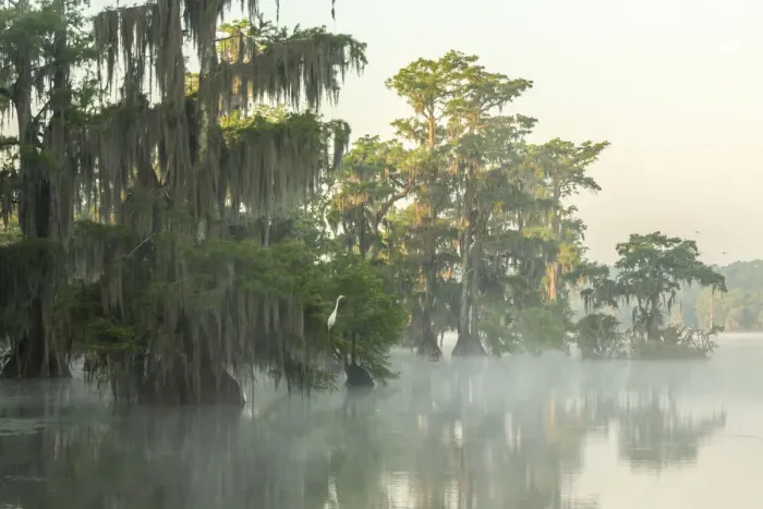 Framed Print : USA, Louisiana, Lake Martin. Foggy sunrise on swamp Framed Print : USA, Louisiana, Lake Martin. Foggy sunrise on swamp