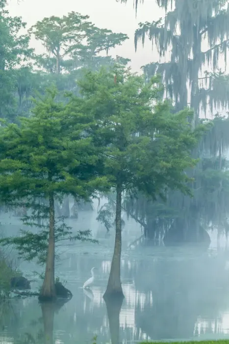 Framed Print : USA, Louisiana, Lake Martin. Foggy sunrise on swamp and great egret. Credit as: Cathy Framed Print : USA, Louisiana, Lake Martin. Foggy sunrise on swamp and great egret. Credit as: Cathy