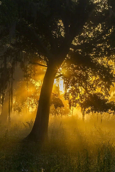 USA, Louisiana, Lake Martin. Foggy sunrise on trees