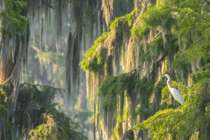 Framed Print : USA, Louisiana, Lake Martin. Foggy swamp sunrise with great egret in tree. Credit as Framed Print : USA, Louisiana, Lake Martin. Foggy swamp sunrise with great egret in tree. Credit as