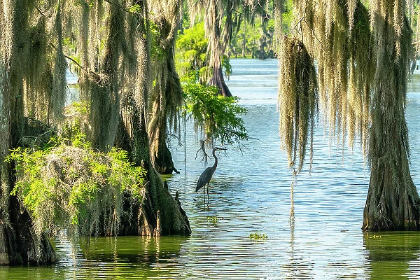 USA, Louisiana, Lake Martin. Great blue heron in swamp and Spanish moss on cypress trees