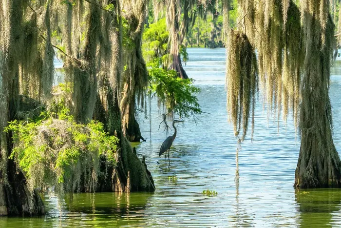 Framed Print : USA, Louisiana, Lake Martin. Great blue heron in swamp and Spanish moss on cypress trees