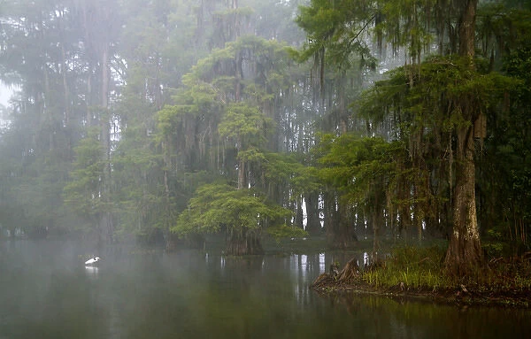 USA, Louisiana, Lake Martin. Great egret reflected in water in foggy cypress swamp