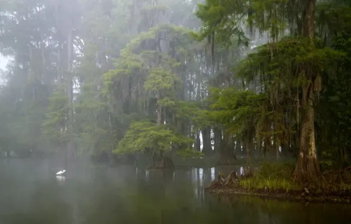 Framed Print : USA, Louisiana, Lake Martin. Great egret reflected in water in foggy cypress swamp Framed Print : USA, Louisiana, Lake Martin. Great egret reflected in water in foggy cypress swamp