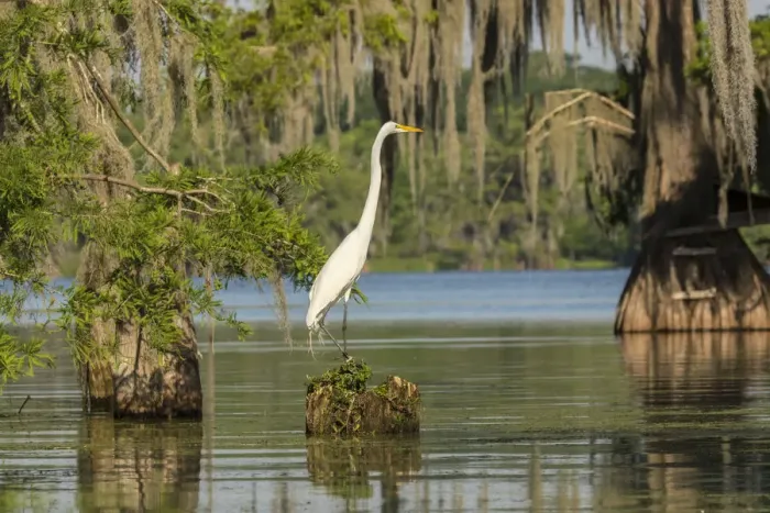 Framed Print : USA, Louisiana, Lake Martin. Great egret on stump Framed Print : USA, Louisiana, Lake Martin. Great egret on stump