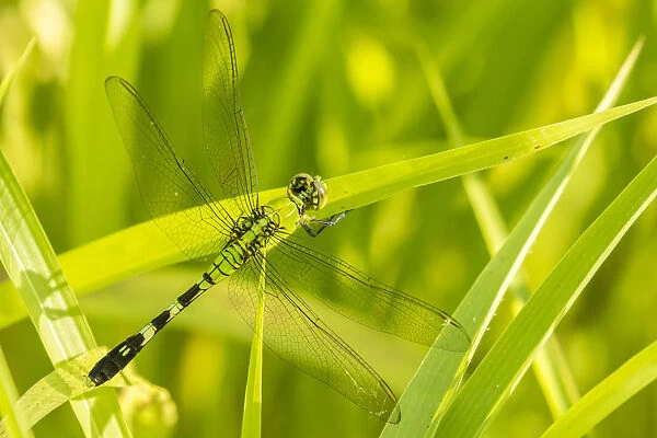 USA, Louisiana, Lake Martin. Green clearwing dragonfly close-up. Credit as: Cathy