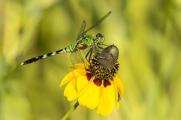 USA, Louisiana, Lake Martin. Green clearwing dragonfly on coneflower. Credit as: Cathy