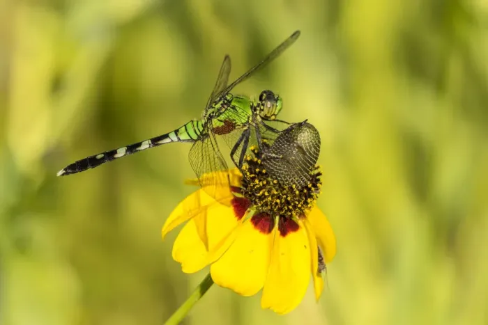 Framed Print : USA, Louisiana, Lake Martin. Green clearwing dragonfly on coneflower. Credit as: Cathy Framed Print : USA, Louisiana, Lake Martin. Green clearwing dragonfly on coneflower. Credit as: Cathy