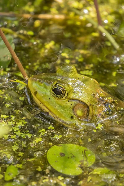 USA, Louisiana, Lake Martin. Green frog in water