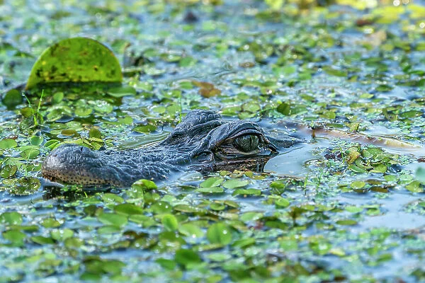 USA, Louisiana, Lake Martin. Head of alligator in swamp water