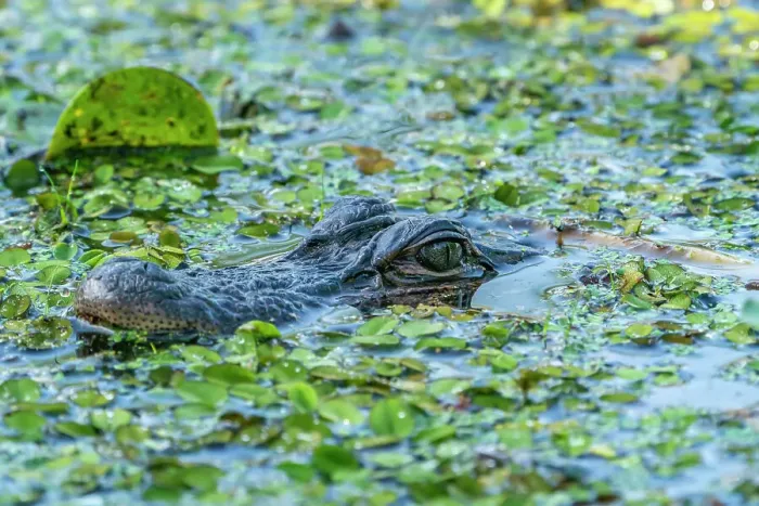 Framed Print : USA, Louisiana, Lake Martin. Head of alligator in swamp water Framed Print : USA, Louisiana, Lake Martin. Head of alligator in swamp water
