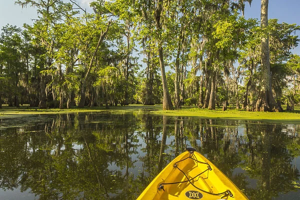 USA, Louisiana, Lake Martin. Kayaking in cypress swamp forest