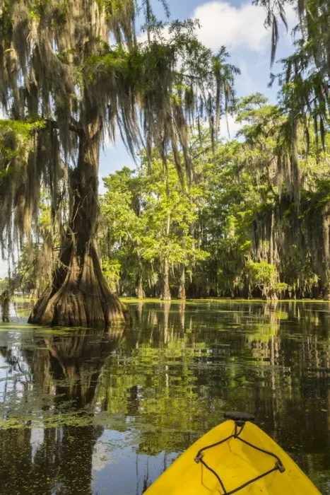 Framed Print : USA, Louisiana, Lake Martin. Kayaking in cypress swamp forest Framed Print : USA, Louisiana, Lake Martin. Kayaking in cypress swamp forest