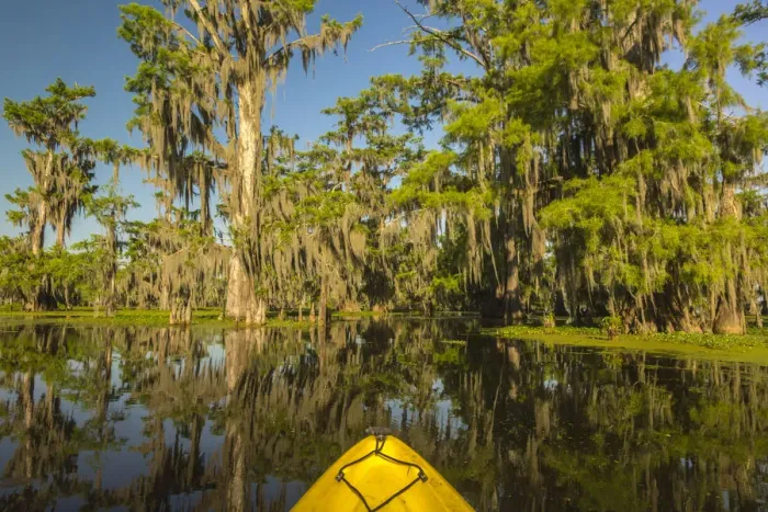 Framed Print : USA, Louisiana, Lake Martin. Kayaking in cypress swamp forest Framed Print : USA, Louisiana, Lake Martin. Kayaking in cypress swamp forest