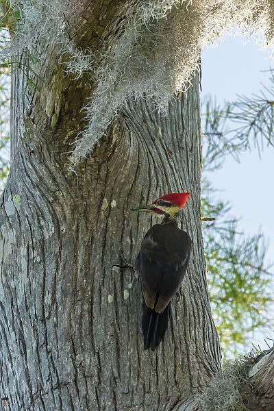USA, Louisiana, Lake Martin. Pileated woodpecker on tree
