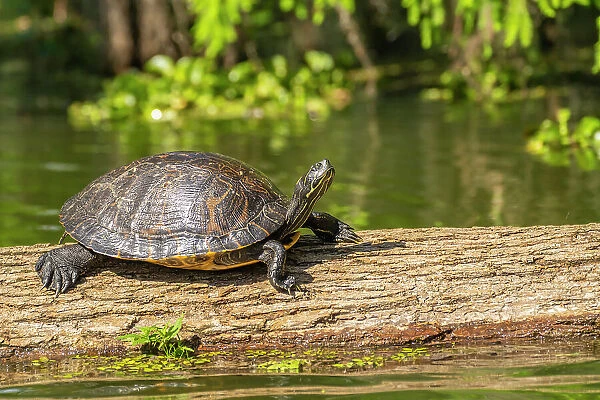 USA, Louisiana, Lake Martin. Red-eared turtle on log
