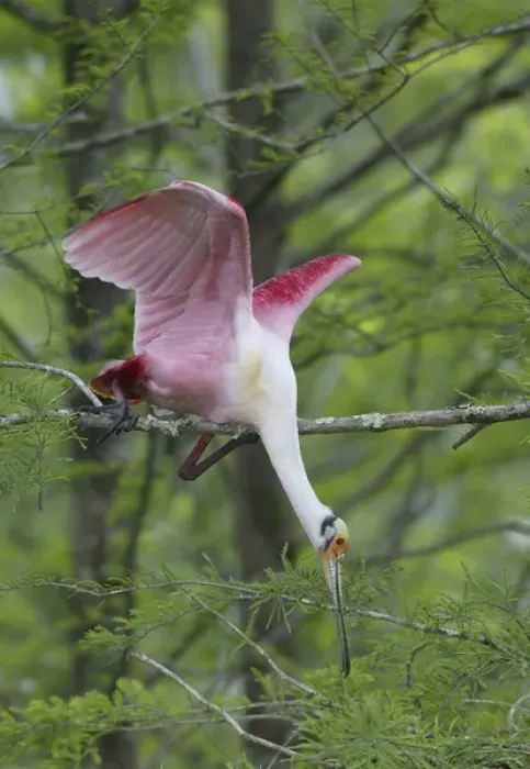 Framed Print : USA, Louisiana, Lake Martin. Roseate spoonbill stretches to break off branch for nesting material Framed Print : USA, Louisiana, Lake Martin. Roseate spoonbill stretches to break off branch for nesting material