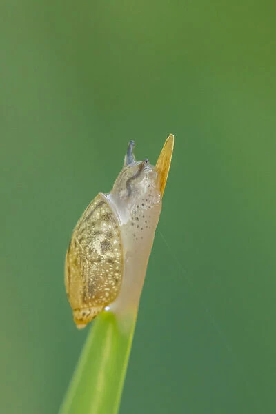 USA, Louisiana, Lake Martin. Snail on leaf