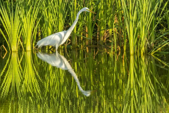 Framed Print : USA, Louisiana, Lake Martin. Sunrise great egret hunting in reeds. Credit as: Cathy Framed Print : USA, Louisiana, Lake Martin. Sunrise great egret hunting in reeds. Credit as: Cathy