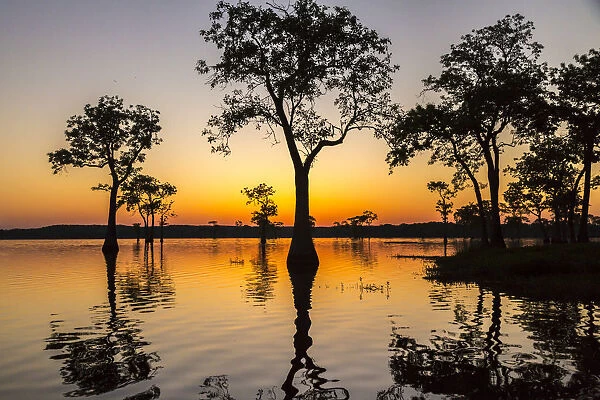 USA, Louisiana, Lake Martin. Sunrise on swamp