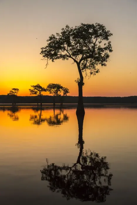 Framed Print : USA, Louisiana, Lake Martin. Sunrise on swamp Framed Print : USA, Louisiana, Lake Martin. Sunrise on swamp