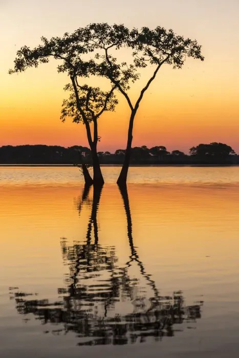 Framed Print : USA, Louisiana, Lake Martin. Sunrise on swamp Framed Print : USA, Louisiana, Lake Martin. Sunrise on swamp