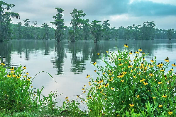 USA, Louisiana, Lake Martin. Swamp with cypress trees and coneflowers