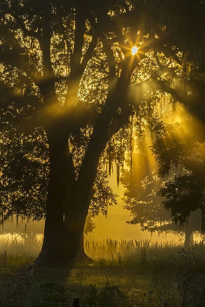 USA, Louisiana, Lake Martin. Tree silhouette in foggy sunrise