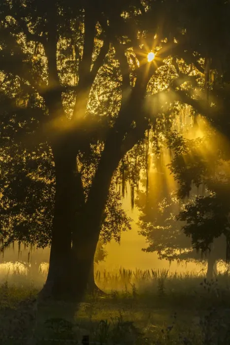 Framed Print : USA, Louisiana, Lake Martin. Tree silhouette in foggy sunrise Framed Print : USA, Louisiana, Lake Martin. Tree silhouette in foggy sunrise