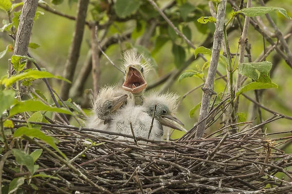 USA, Louisiana, Millers Lake. Cattle egret chicks in nest