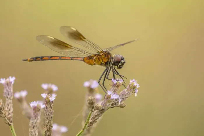 Framed Print : USA, Louisiana, Millers Lake. Dragonfly on flower Framed Print : USA, Louisiana, Millers Lake. Dragonfly on flower