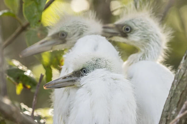 USA, Louisiana, Millers Lake. Little blue heron chicks