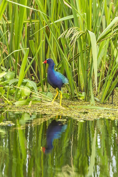 USA, Louisiana, Millers Lake. Purple gallinule reflecting in water. Credit as