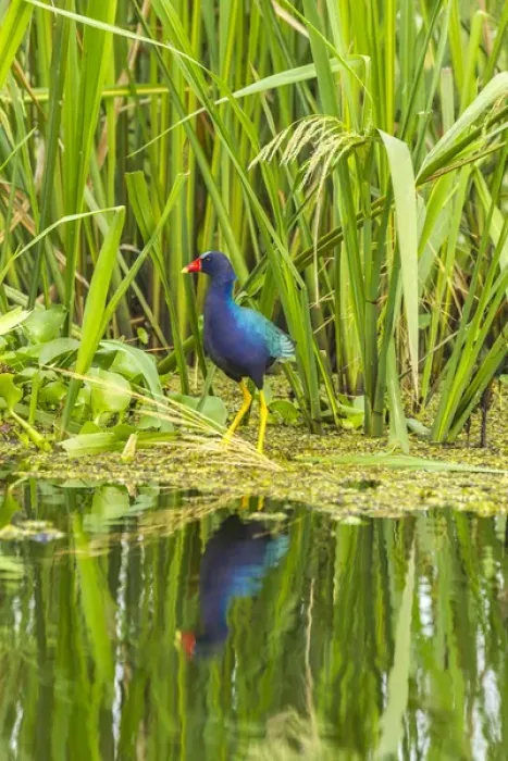 Framed Print : USA, Louisiana, Millers Lake. Purple gallinule reflecting in water. Credit as Framed Print : USA, Louisiana, Millers Lake. Purple gallinule reflecting in water. Credit as