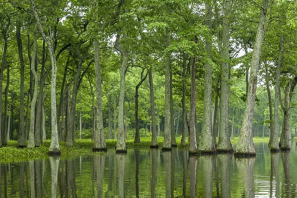 USA, Louisiana, Millers Lake. Tupelo trees reflect in lake